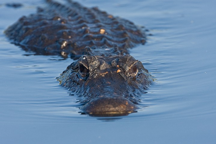 Alligator Alligator mississippiensis American Alligator